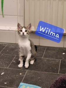 Katze, Tiger mit weiß