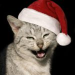Weihnachtskatze